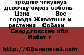 продаю чихуахуа девочку,окрас соболь › Цена ­ 25 000 - Все города Животные и растения » Собаки   . Свердловская обл.,Ирбит г.